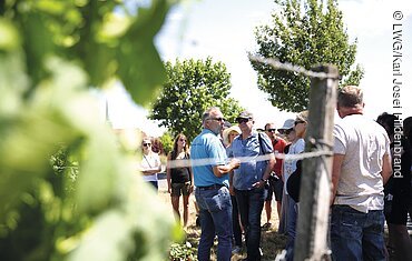 Weinbummel (Sommerach, Fränkisches Weinland)